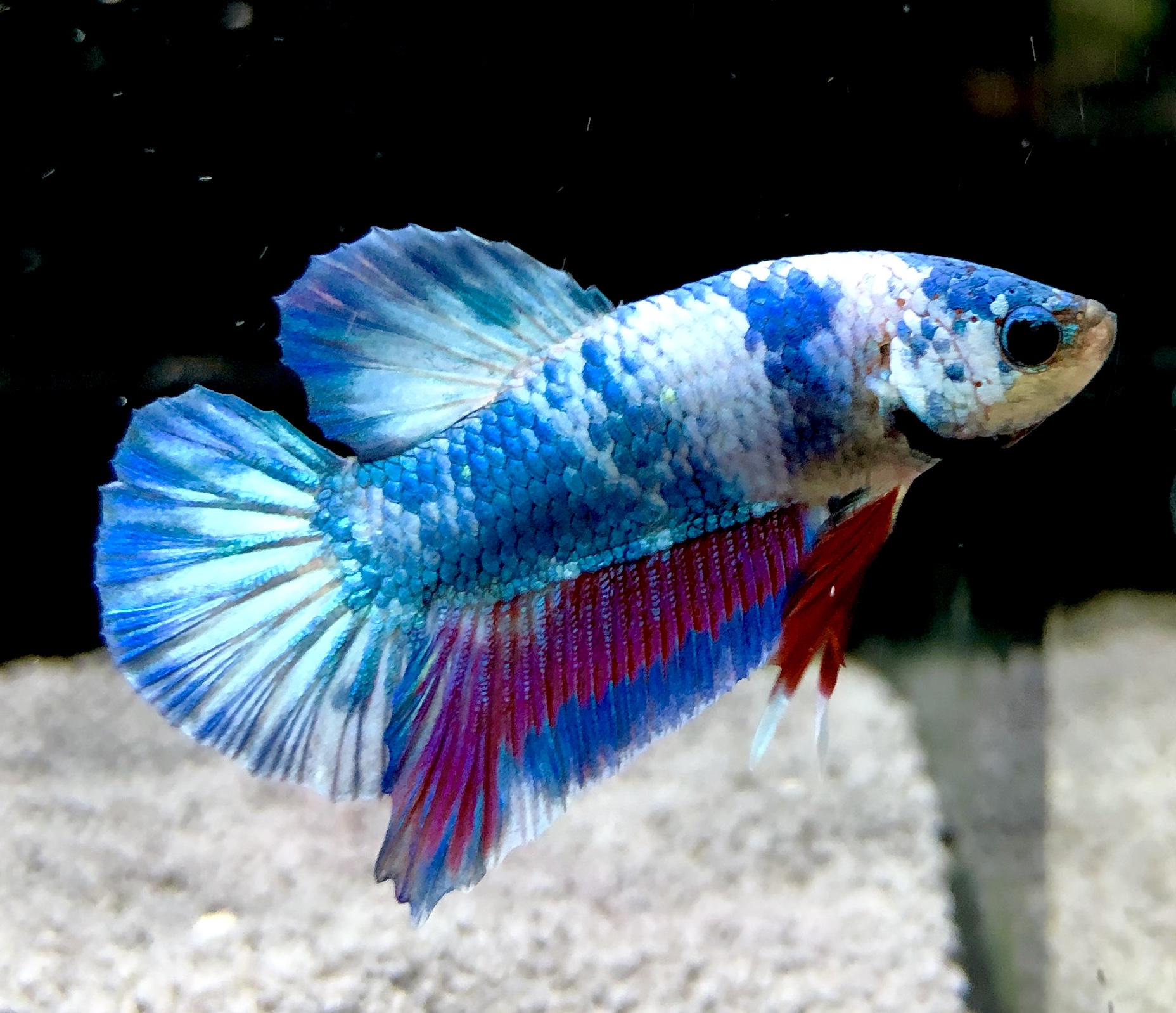 Mini Verse Lifestyle Aquarium Betta Fisch in Düsseldorf - Angermund, Weitere Spielzeug günstig kaufen, gebraucht oder neu